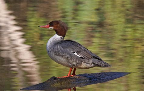 Pictures and information on Common Merganser