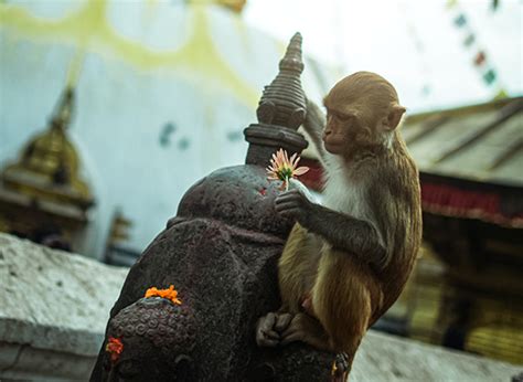 Swayambhunath Stupa - Airport Himalaya Boutique Hotel