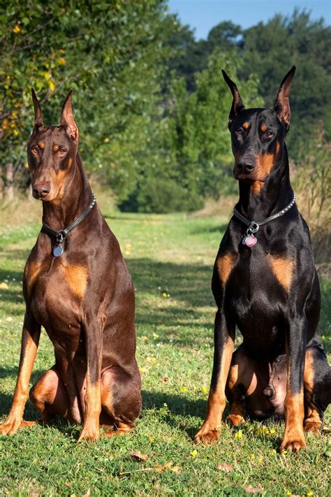 Doberman Pinschergoodhousemag Doberman Puppies, Doberman Pinscher Dog ...