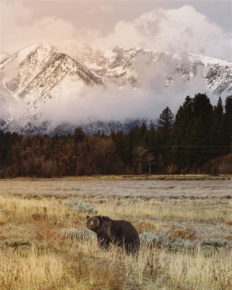 Grizzly Bear at Yellowstone National Park