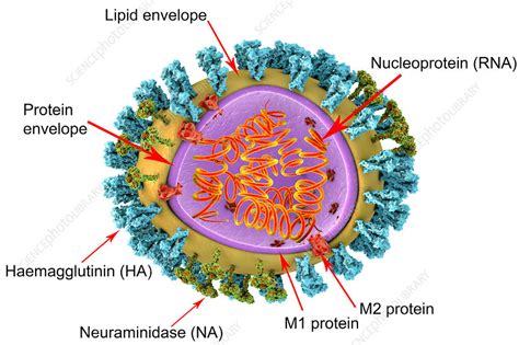 Influenza virus structure, illustration - Stock Image F019/6446 ...