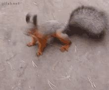 Squirrel GIF - Squirrel Huh What - Discover & Share GIFs