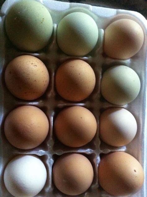 Bantam Hatching Eggs: Poultry | eBay