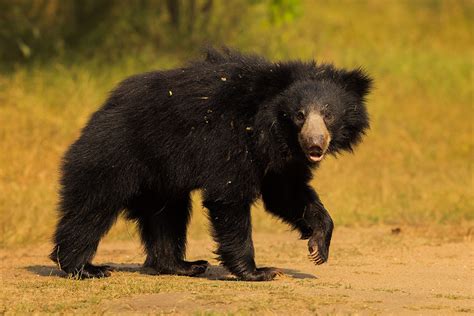 Subadult sloth bear cub - Francis J Taylor Photography