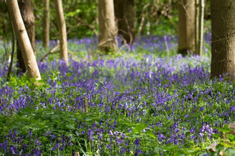 Bluebell Forest by photographybypixie on DeviantArt