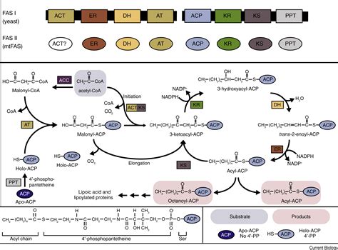 Impact of Mitochondrial Fatty Acid Synthesis on Mitochondrial Biogenesis: Current Biology