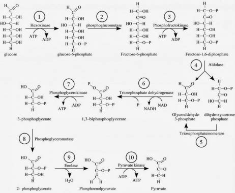 Proses Glikolisis – Materi.Co.ID