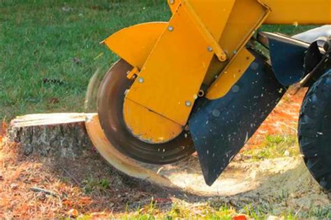 Why Should You Hire Stump Grinding Services in Sydney?