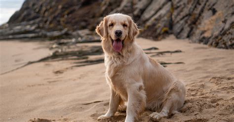 The Ultimate Guide To Dog Friendly Beaches: Sun, Surf, And Sniffs » Just Travel Vibes