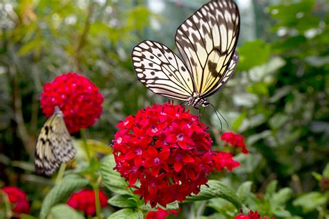 Pentas | San Diego Zoo Animals & Plants