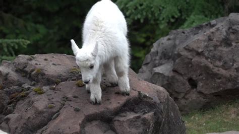 Baby Mountain Goat Learns to Climb - YouTube