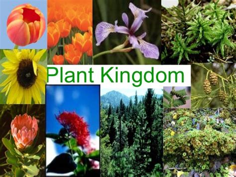 Plant kingdom characteristis