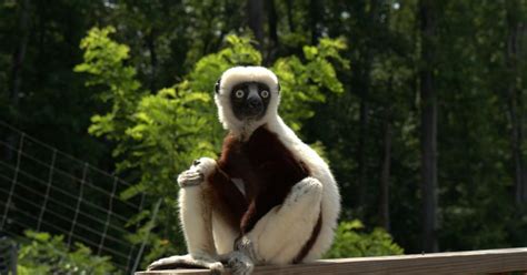 What Happened to Zoboomafoo? Remembering the Beloved PBS Star