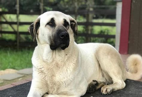 Find Your Perfect Companion: Adopt Kangal Puppies And Make A Difference ...