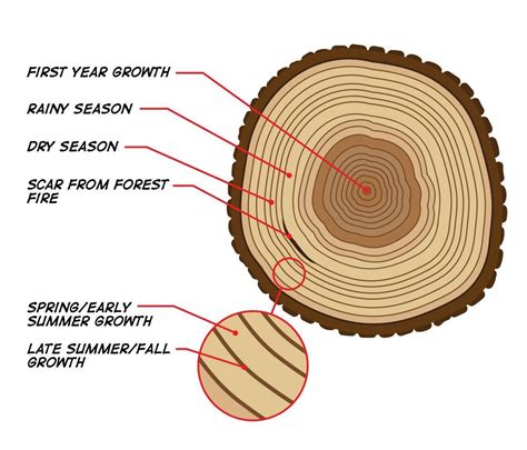 How to read tree rings : coolguides