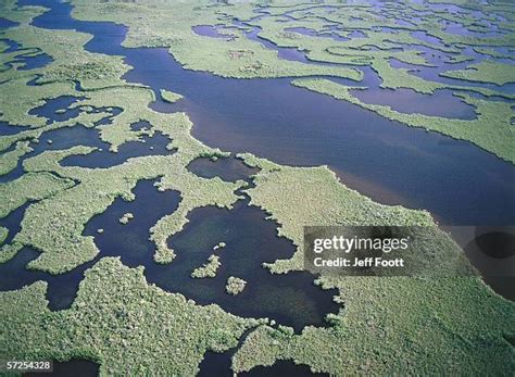 39 Everglades Manatee Stock Photos, High-Res Pictures, and Images ...