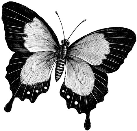 Butterfly | ClipArt ETC