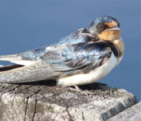 9 cool facts about barn swallows | CBC News