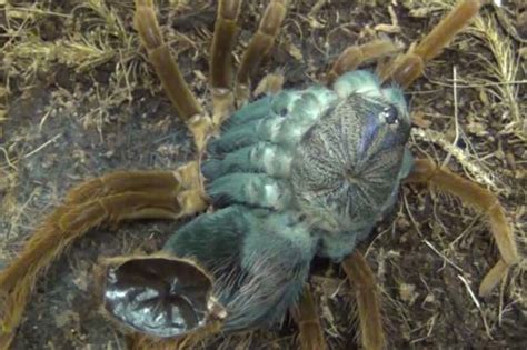 Tarantula molting video is nightmarish - Strange Sounds