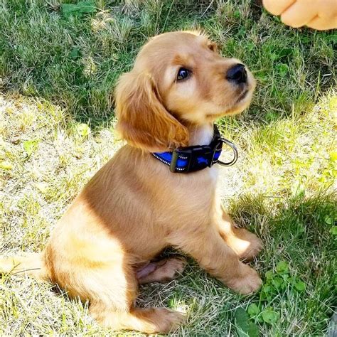 Meet Arlo our half Golden half Cocker pup | Cocker spaniel puppies, Golden cocker spaniel ...