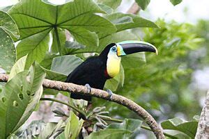 Citron-throated toucan Facts for Kids