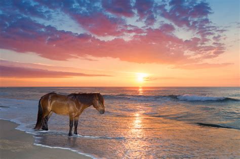 Share the Experience | Assateague Island National Seashore