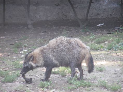 Raccoon Dog Chapultepec Zoo - ZooChat