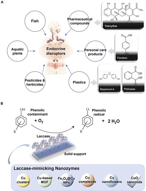 | (A) Common sources and typical structures of endocrine disruptors in... | Download Scientific ...