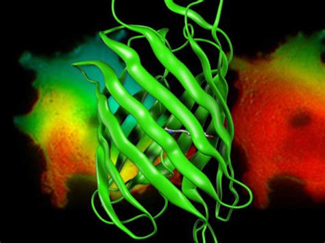 Förster Resonance Energy Transfer (FRET) | Nikon’s MicroscopyU