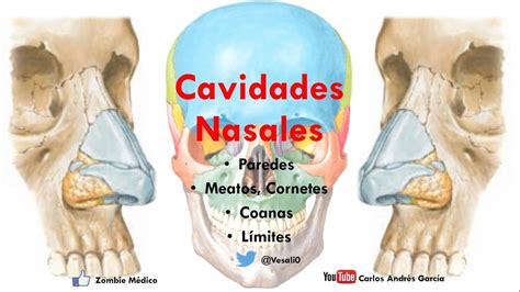 Anatomía - Cavidade Nasales (Porción Ósea, Límites, Forámenes, Coanas, Meatos) - YouTube