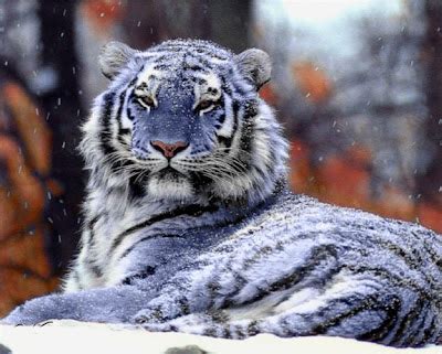 Amazing World: The Rarest Blue Maltese Tiger