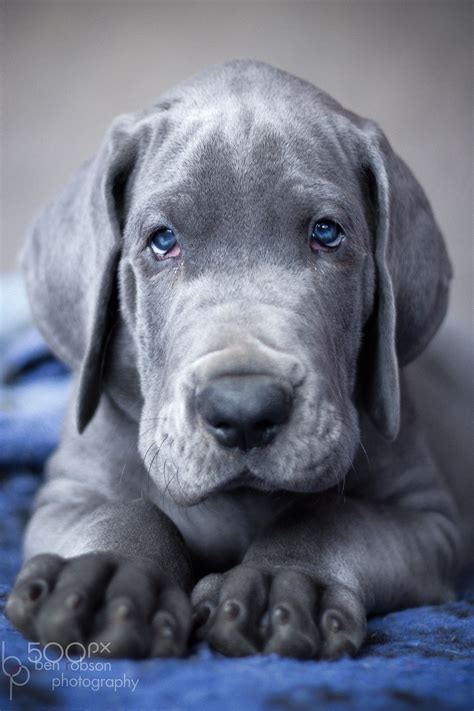 Blue Boy - Great dane puppy looking cool | Great dane dogs, Cute dogs ...