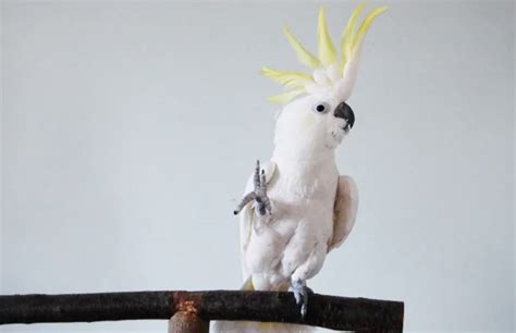 Science Shows That Snowball the Cockatoo Has 14 Different Dance Moves: The Vogue, Headbang ...