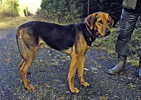 1000+ images about Harrier Hound on Pinterest | Beagles, English foxhound and Puppy care