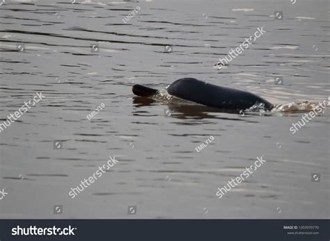 Ganges River Dolphin Endangered Freshwater River Stock Photo 1303970770 ...