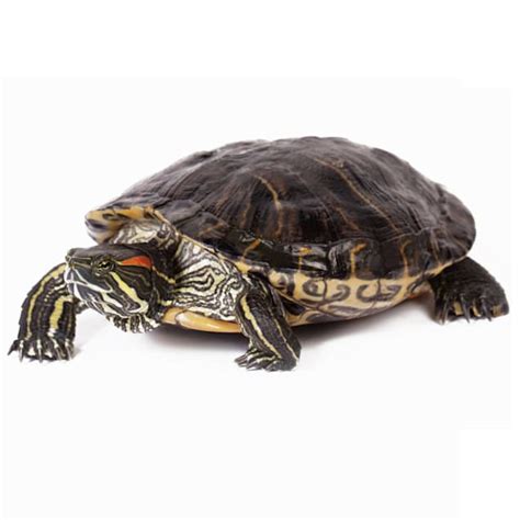 How Much Is A Red Eared Slider Turtle?