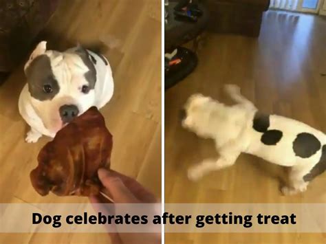 Dog celebrates after treat| This dog's 'happy dance' after getting a ...