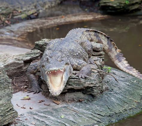 Crocodile open mouth stock image. Image of head, thailand - 21938269