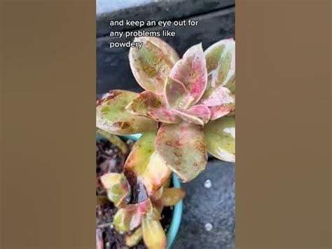 Succulent Advice in Seconds! Rain + Succulents #succulents #succulenttips #succulentaddict - YouTube