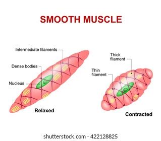 Smooth Muscle Cell Structure