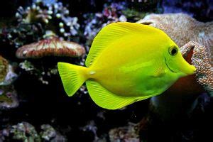 Yellow tang care guide: fish size, facts, photos, tank mates