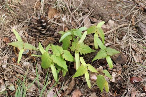 Collecting and Preparing a Sycamore Seed for Planting