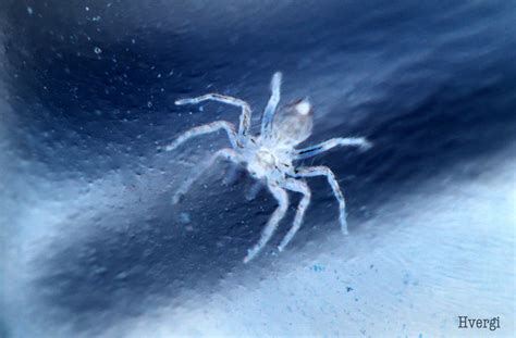 Ice Spider by Hvergi on DeviantArt