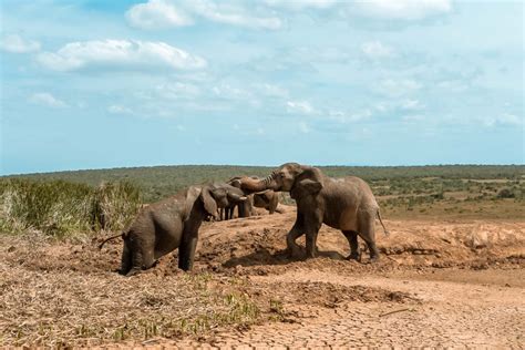 Addo Elephant Park safari: important tips for a self-game Drive ...