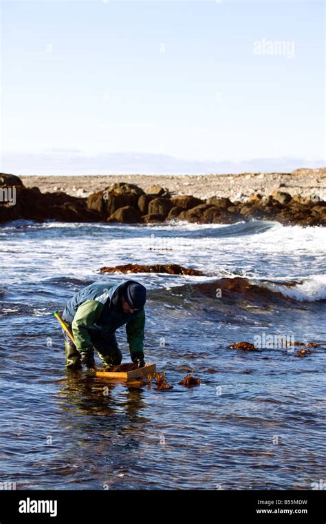 Sea Urchin harvesting 2 Stock Photo - Alamy