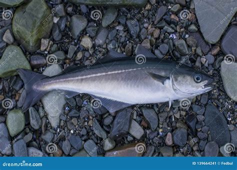 Fresh Pollock Fish, Coalfish, Saithe Fish on Stony Shore of Fjord Norway Stock Image - Image of ...