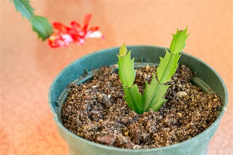 The Best Method for Propagating Christmas Cactus From Cuttings | Hunker | Christmas cactus plant ...