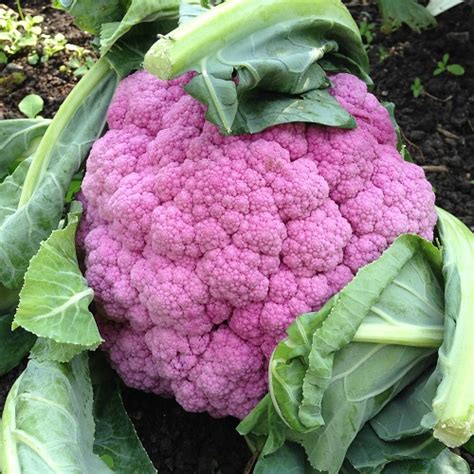 Buy Cauliflower Seeds