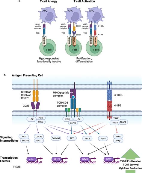 a The involvement of native CD28 and 4-1BB costimulation in T cell... | Download Scientific Diagram