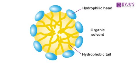 What Is Micelles In Chemistry | atelier-yuwa.ciao.jp